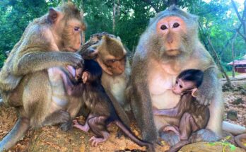 Young monkey sitting playfully on a tree branch in the Angkor Wat forest during golden hour.