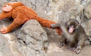 Baby monkey Punch looking toward his mother with concern at a zoo in Japan