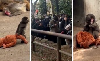 Visitors quietly standing together as Punch the monkey rests calmly inside his enclosure at a Japan zoo.
