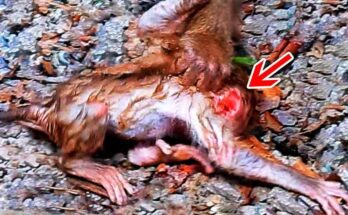 Young monkey clinging to a tree branch while looking downward in the Angkor Wat forest.