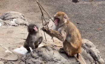 Young Japanese macaque Punch sitting calmly after losing a small branch inside a Japan zoo enclosure.