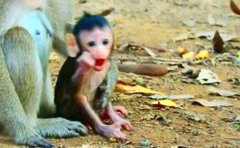 Baby monkey Samidy opening her mouth while sitting near tree roots in Angkor Wat forest