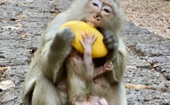 Baby monkey Boris resting against his mother in a Japan zoo enclosure during late afternoon light
