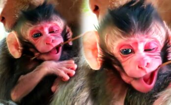 Mother gently holding her newborn baby in the quiet Angkor Wat forest at sunrise.