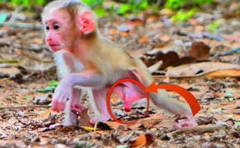 Large freshly harvested potato resting on soil in Angkor Wat forest