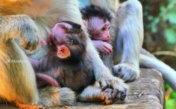 Mother monkey Vikki sitting on a low branch while her baby stands cautiously below in Angkor Wat forest.