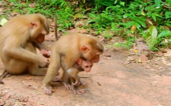 Older sister gently holding small Lily against her chest in the Angkor Wat forest.