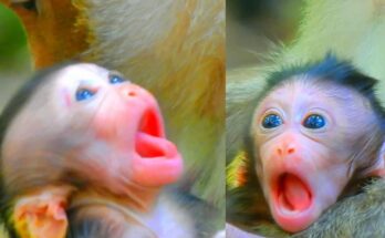 Adorable baby monkey Natty sitting gently in the Angkor Wat forest with ancient temple stones in the background.
