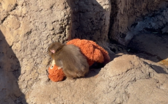 Baby monkey Punch sleeping peacefully while gazing at his mother’s face at a quiet zoo in Japan