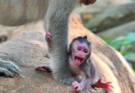 Newborn baby monkey Bessie resting quietly near tree roots in the Angkor forest during an early morning moment.