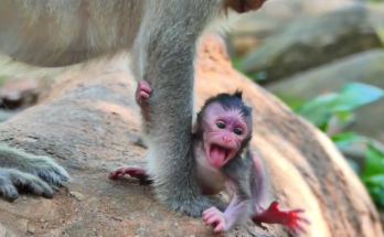 Newborn baby monkey Bessie resting quietly near tree roots in the Angkor forest during an early morning moment.