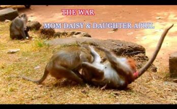 Young macaque April sitting upright on a stone pathway in Angkor Wat forest while older macaque Daisy watches from behind.
