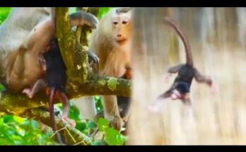 Young monkey recovering on forest floor after falling from tree in Angkor Wat