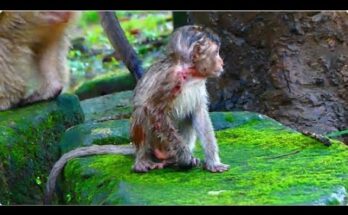 Little Binya's Final Days Captured in Touching Wildlife Film