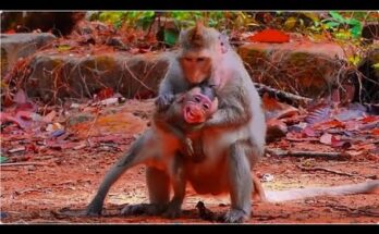 Baby Animal Clings to Mother During Weaning in Tender Moment
