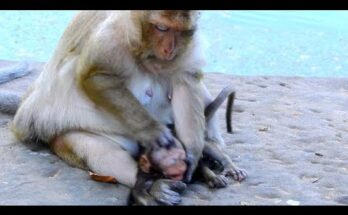 Morning mist in Angkor Wat forest with local farmer walking along temple edge.