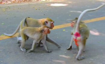 Woman standing protectively near child on stone path in Angkor Wat forest with monkey nearby.