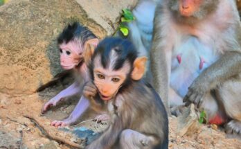 Baby monkeys playing together on tree roots in the Angkor forest during a calm morning.