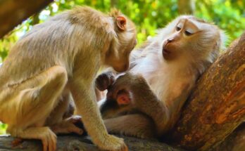 Monkey Katrina gently greeting baby Levy while mother Libby watches in the Angkor forest.