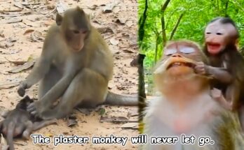 Small white plaster monkey resting near tree roots in the Angkor Wat forest at sunrise.