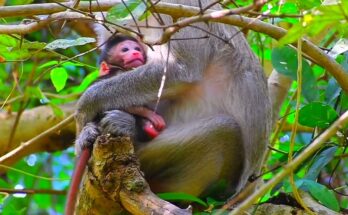Baby monkeys exploring the riverbank during a peaceful morning near Angkor Wat.