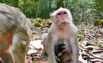 Monkey sitting quietly near stone path in Angkor Wat forest with temple towers in background.