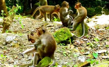 A tense moment between two macaques in the Angkor Wat forest as other troop members scatter across temple stones.