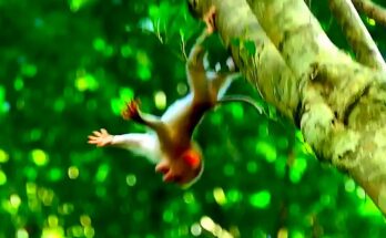 Newborn monkey lying on forest floor after falling from tall tree in Angkor Wat forest