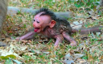 The Monkeys of Angkor: Life Beside the Ancient Temples