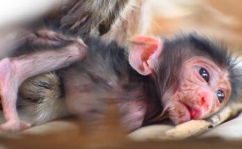 The Long Story Behind Caring for Baby Monkeys in Sanctuaries