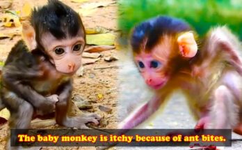 Tiny Paws and Big Eyes: A Week in Newborn Monkey Life