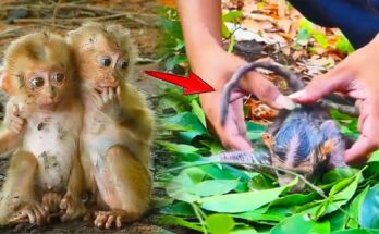A Baby Monkey Alone in the Forest Faces Its First Real Test