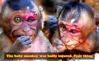 Injured Baby Monkey Fights for Survival in the Wild