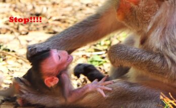 Older mother monkey holding and nursing her newborn baby in the Angkor forest.