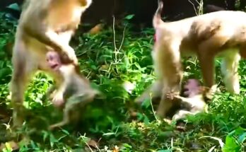 Baby Monkey Learns a Lesson After Pushing Patience Too Far