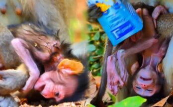 A Baby Monkey Fights to Survive as Its Mother Runs Dry
