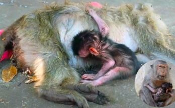 A Mother Monkey's Struggle After a Difficult Birth