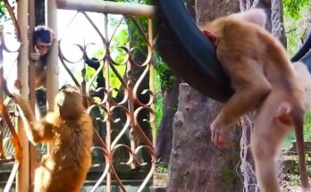 A Monkey's Cry for Help Captured in Stunning Wildlife Footage