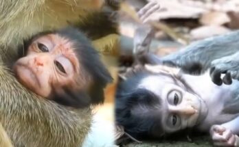 A Baby Monkey's Desperate Struggle to Survive Without Milk