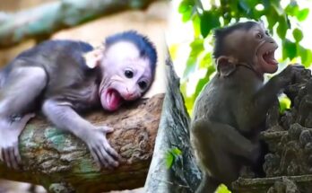 A Baby Monkey's Desperate Search for His Missing Mother