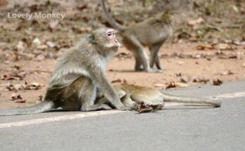 Chris the Monkey Is Hurt After a Road Traffic Incident