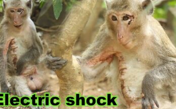 A Wild Monkey's Painful Encounter With a Power Line