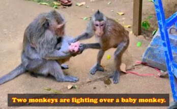 Two Macaques Caught on Camera in Remarkable Grooming Display