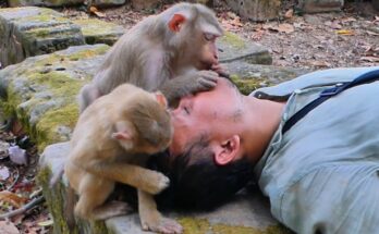 Monkey resting peacefully while other members of the Lauy family groom him in the Angkor forest.