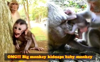 A Baby Monkey's Cries Led Its Mother Straight to the Rescue