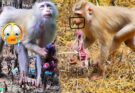 Mother Monkey Carries Lost Baby in Heartbreaking Display of Grief