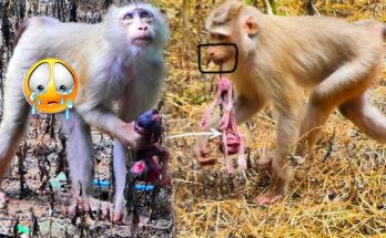 Mother Monkey Carries Lost Baby in Heartbreaking Display of Grief