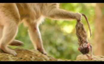 A Mother Monkey's Grief After Losing Her Newborn