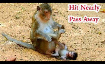 A Baby Monkey's Cries Echo Through a Difficult Weaning