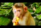 Injured Baby Monkey With Eye Wound Draws Concern Online